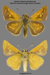 Hesperia assiniboia