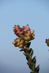 Penaea cneorum cneorum