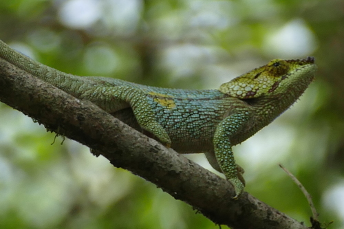 Peltiers' Chameleon