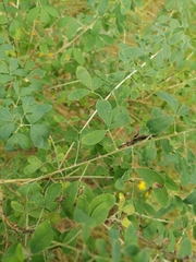 Chamaecytisus ruthenicus