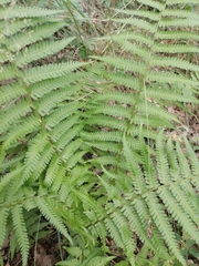 Dryopteris filix-mas