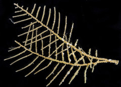 Abietinaria rigida