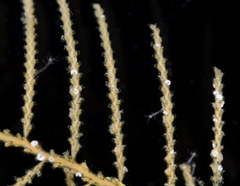 Abietinaria rigida