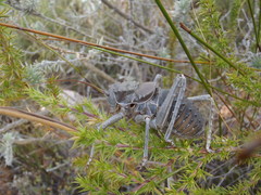 Hetrodes pupus