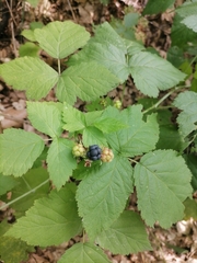 Rubus caesius