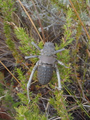 Hetrodes pupus