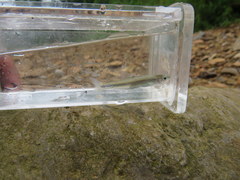 Lythrurus fasciolaris