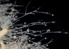 Clytia hemisphaerica