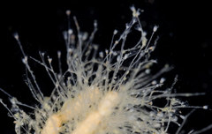 Clytia hemisphaerica