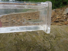 Lythrurus fasciolaris