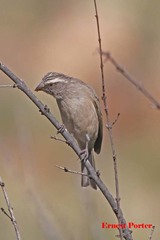 Crithagra gularis gularis