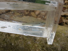 Lythrurus fasciolaris