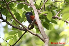 Terpsiphone viridis plumbeiceps