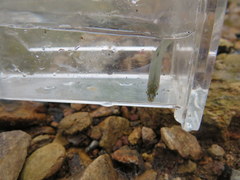 Lythrurus fasciolaris