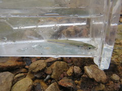 Lythrurus fasciolaris