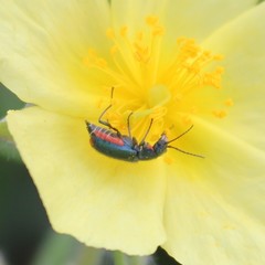 Clanoptilus spinipennis