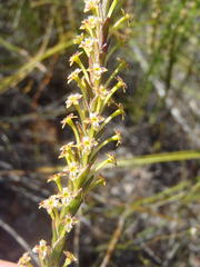 Struthiola eckloniana