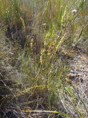 Struthiola eckloniana
