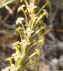Struthiola eckloniana