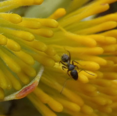 Camponotus niveosetosus