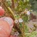Phacelia pinkavae - Photo (c) ellen hildebrandt, algunos derechos reservados (CC BY-NC), subido por ellen hildebrandt