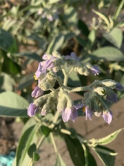 Solanum