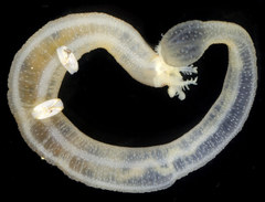 Leptosynapta