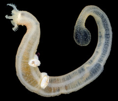 Leptosynapta