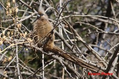 Colius striatus minor