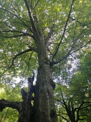 Carpinus betulus