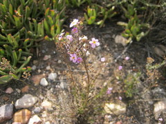 Chaenostoma subnudum