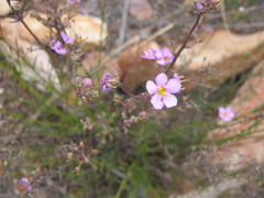 Chaenostoma subnudum