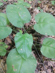 Pulmonaria obscura