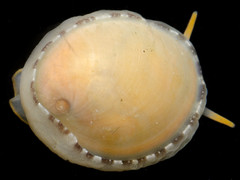 Limneria prolongata