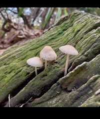 Fungi
