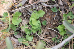 Dichondra occidentalis