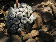 Conophytum truncatum