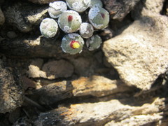Conophytum truncatum