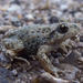Common Midwife Toad - Photo (c) Daniele Seglie, some rights reserved (CC BY-NC), uploaded by Daniele Seglie
