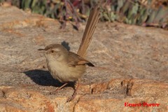 Prinia subflava affinis