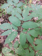Aegopodium podagraria