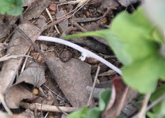 Dichondra occidentalis