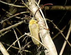 Acanthinodera cumingii