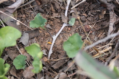 Dichondra occidentalis