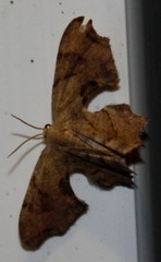 Calledapteryx dryopterata