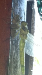 Orthetrum cancellatum