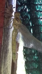 Orthetrum cancellatum