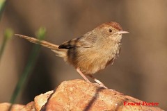 Cisticola aberrans aberrans