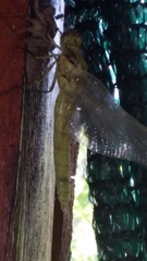 Orthetrum cancellatum