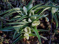 Colchicum capense capense